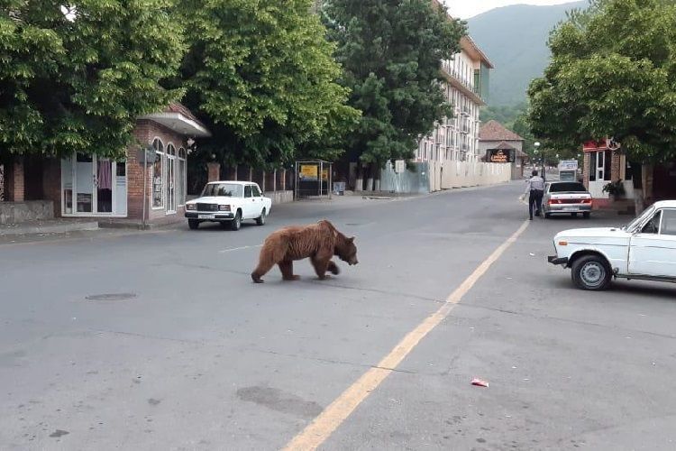 Министерство: Специалисты ввели медведю препарат для усыпления - ВИДЕО - ОБНОВЛЕНО