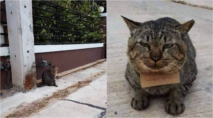 В Таиланде кот пропал на три дня и вернулся домой в долгах - ФОТО