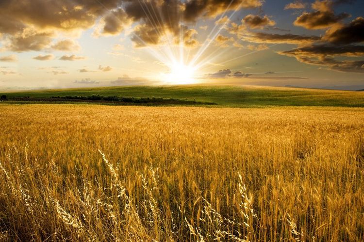 На освобожденных землях Азербайджана будет развиваться сельское хозяйство 