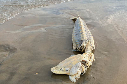 Доисторическую рыбу длиной полтора метра прибило к берегу
