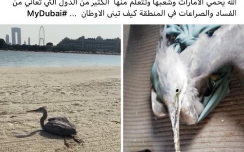 Правитель Дубая поблагодарил мусульманку за спасение птицы

