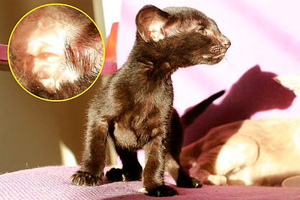 Женщина нашла в ухе своего котенка изображение Гитлера - ФОТО