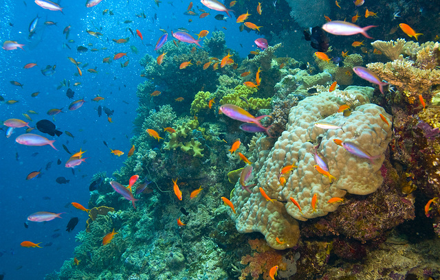 Учёные озвучили страшные прогнозы: Половина кораллов Большого Барьерного рифа уже исчезла