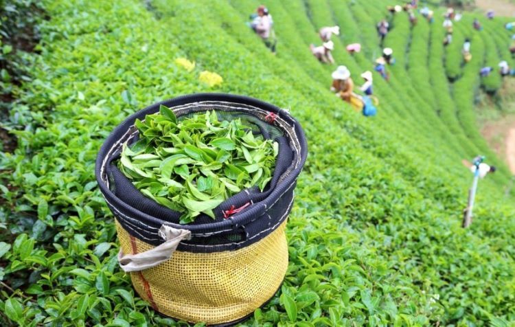Азербайджан сократил экспорт, увеличил импорт чая