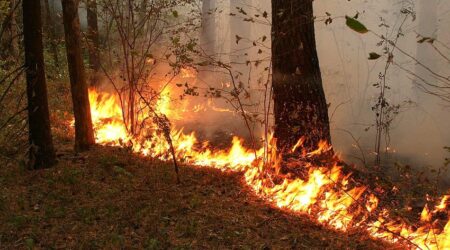 В результате обстрела Дашкесана армянской армией произошел лесной пожар