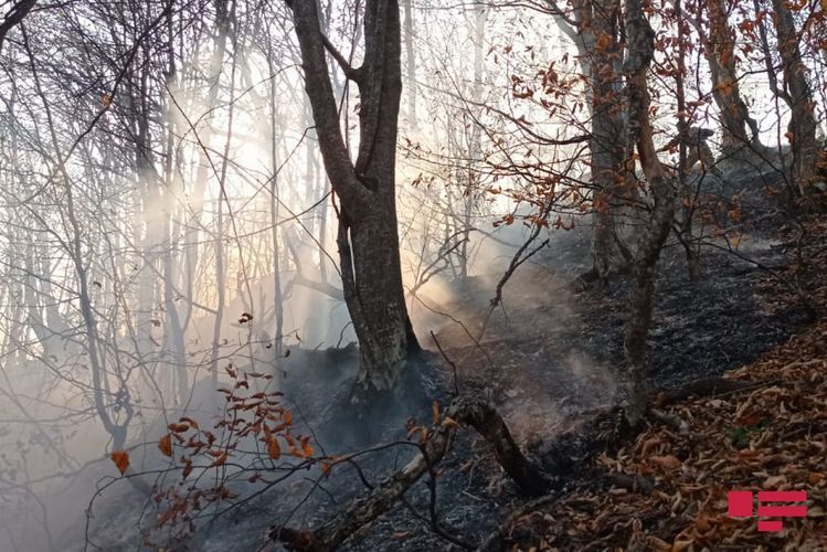 Потушен пожар, произошедший в лесу в Гёйгёле в результате артобстрела со стороны ВС Армении - ОБНОВЛЕНО