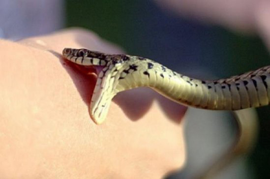 В Азербайджане шестеро детей пострадали от укусов змей
