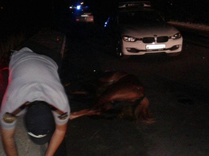 В Ширване автомобиль сбил всадника на коне 