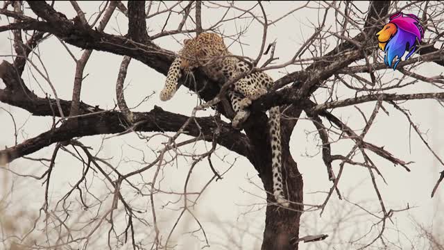 Павианы загнали трусливого леопарда на дерево и насмешили зрителей - ВИДЕО