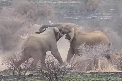 Слоны устроили смертельный поединок на глазах у туристов - ВИДЕО