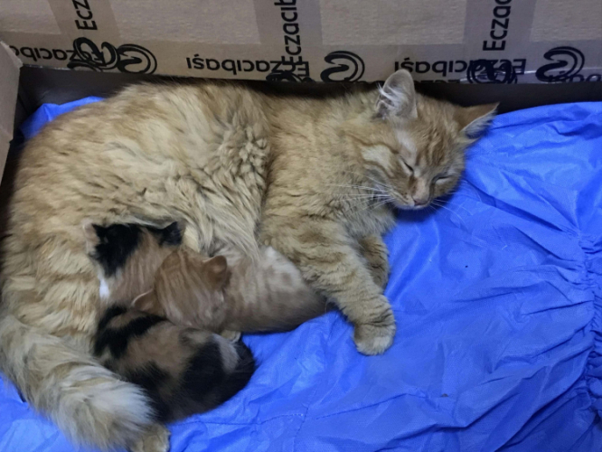 Шокирующий случай в Турции: бездомная кошка сама пришла в больницу с котятами - ВИДЕО