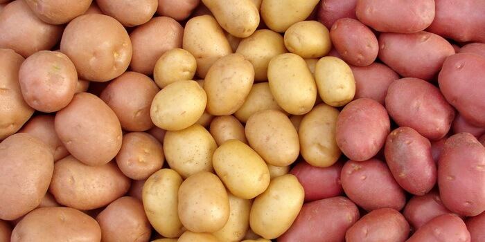 В Азербайджане выращиваются 14 зарубежных сортов картофеля
