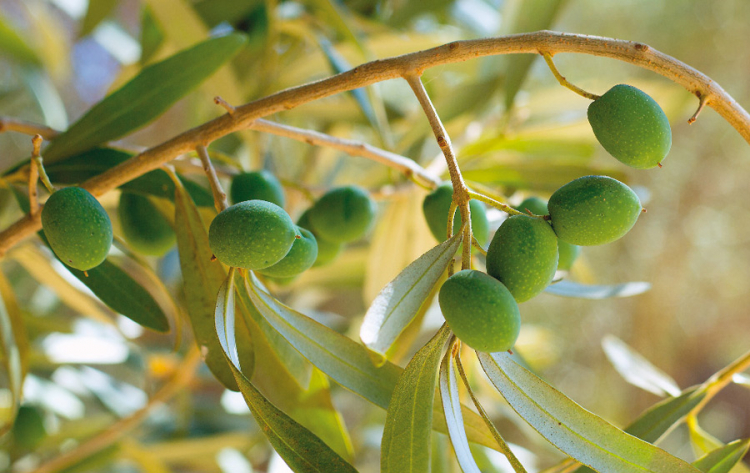 Оказывается, Армения - «родина» оливкового дерева – ФЕОФРАСТ БЫЛ БЫ В ШОКЕ