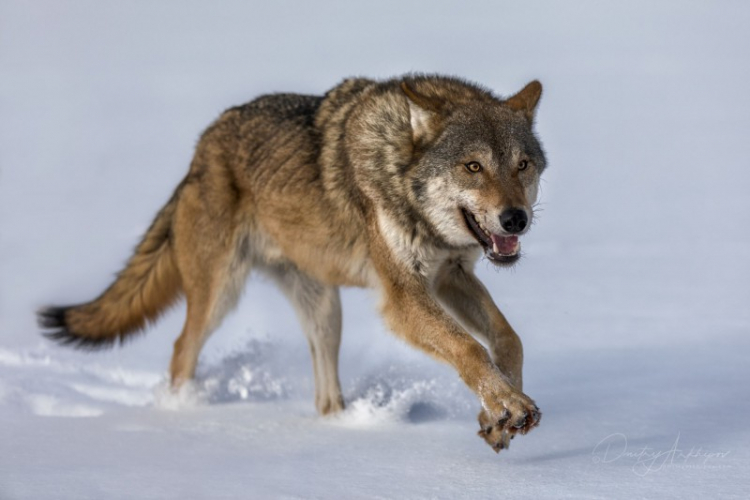 На улицах Хельсинки заметили волка 
