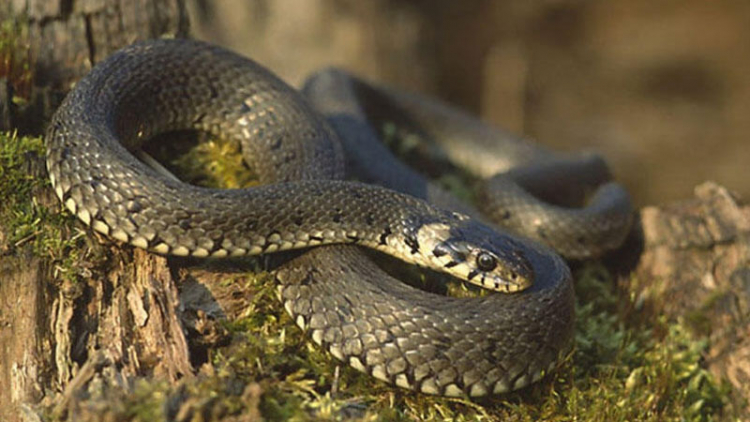 В Азербайджане учитель пришел на урок со змеей - ВИДЕО