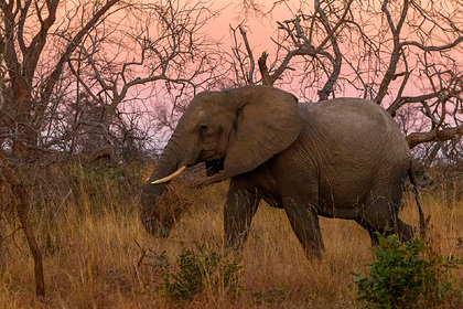 Разъяренные слоны растоптали браконьера
