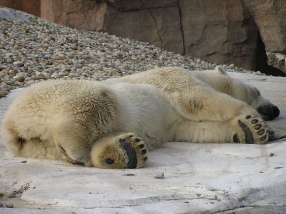 В России белый медведь Умка умер, проглотив мячик, брошенный посетителями