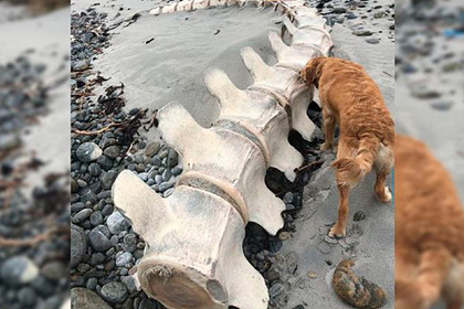 Огромный скелет загадочного существа обнаружили на пляже в Шотландии