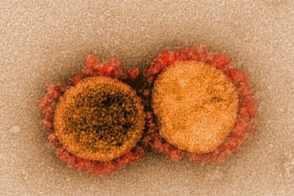 Названы эффективные вакцины против новых форм коронавируса