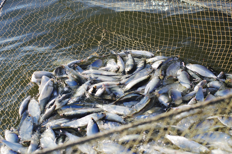 В Азербайджане вступает в силу мораторий на отлов рыбы

