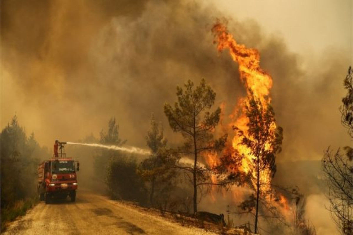 Возросло число жертв при лесных пожарах в Турции