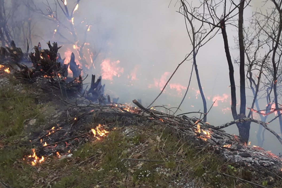 К тушению пожара в лесной полосе в Ярдымлы привлечен вертолет-ВИДЕО 