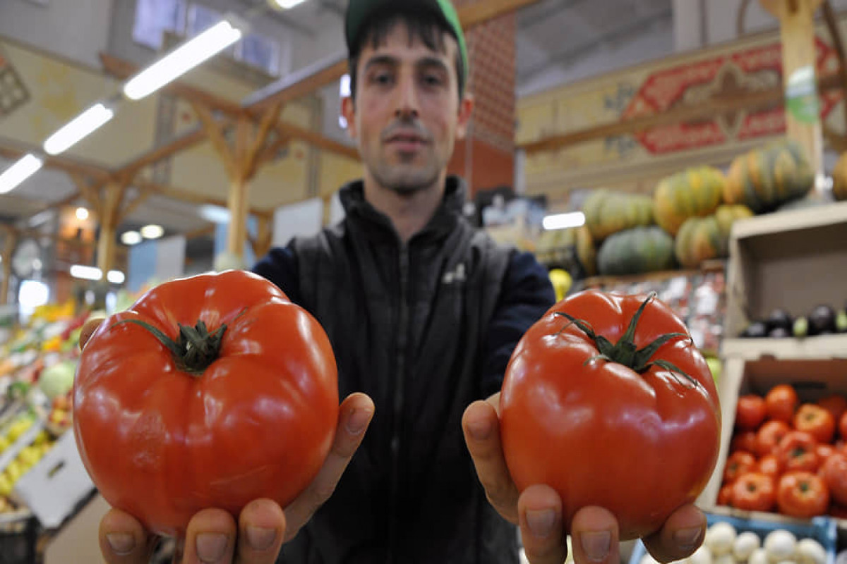 Азербайджанские помидоры, привезённые в Москву, пожрала южноамериканская моль