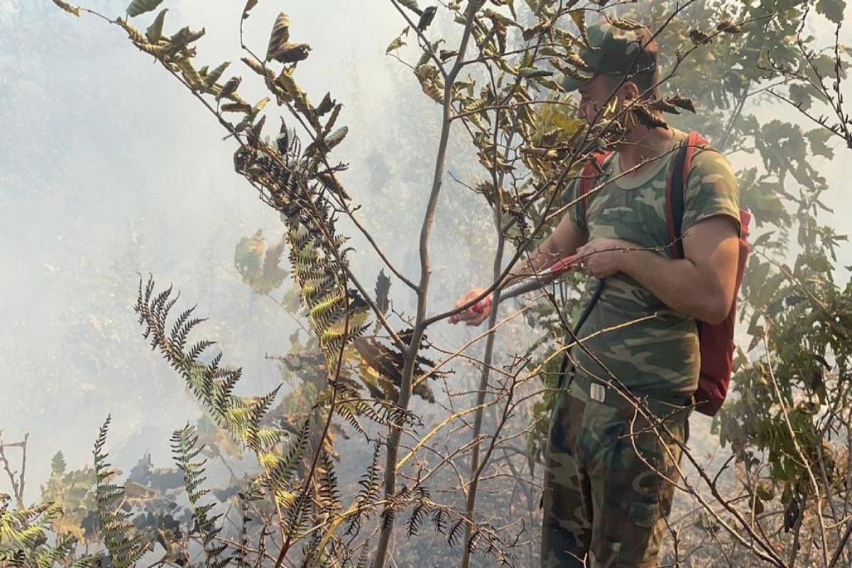 Продолжается операция по тушению пожара в лесополосе в Ярдымлы-ВИДЕО-ФОТО 