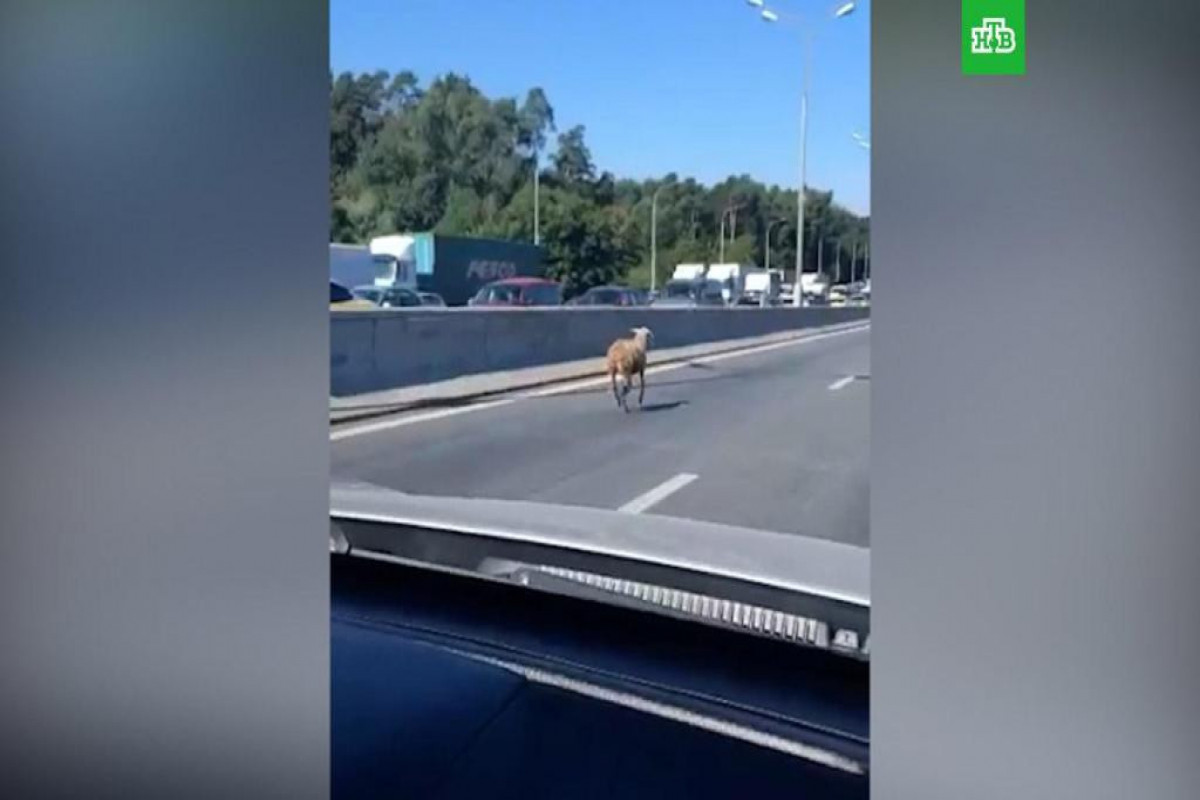 Несущегося по МКАДу барана сняли на видео-ВИДЕО