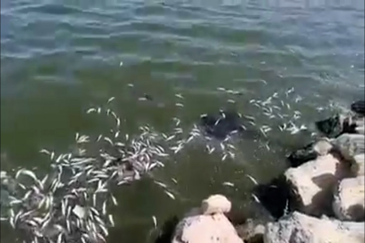 Названа причина гибели рыб вблизи Баку