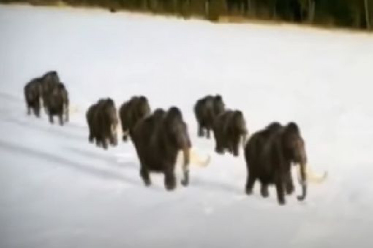 Японские ученые собираются клонировать мамонта
