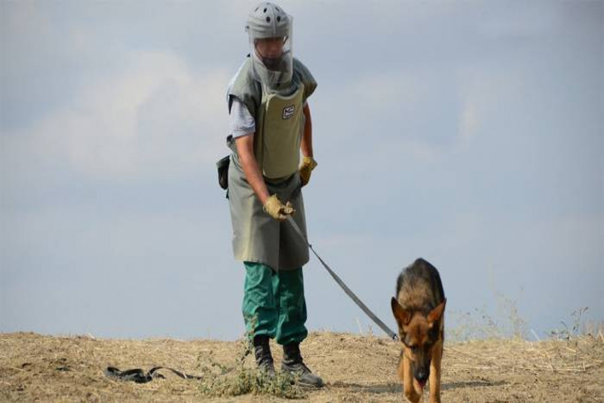 США предоставили Азербайджану 10 собак-миноискателей