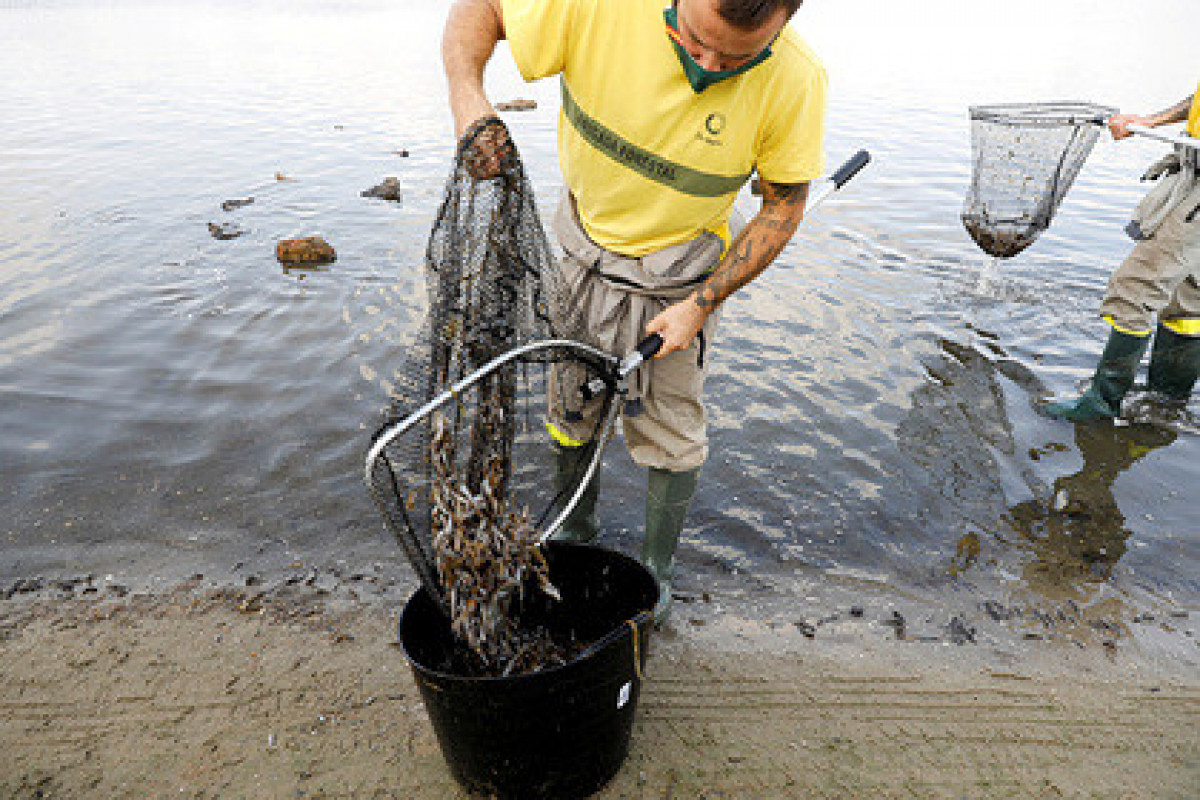 На берег испанской лагуны вымыло четыре тонны мертвой рыбы