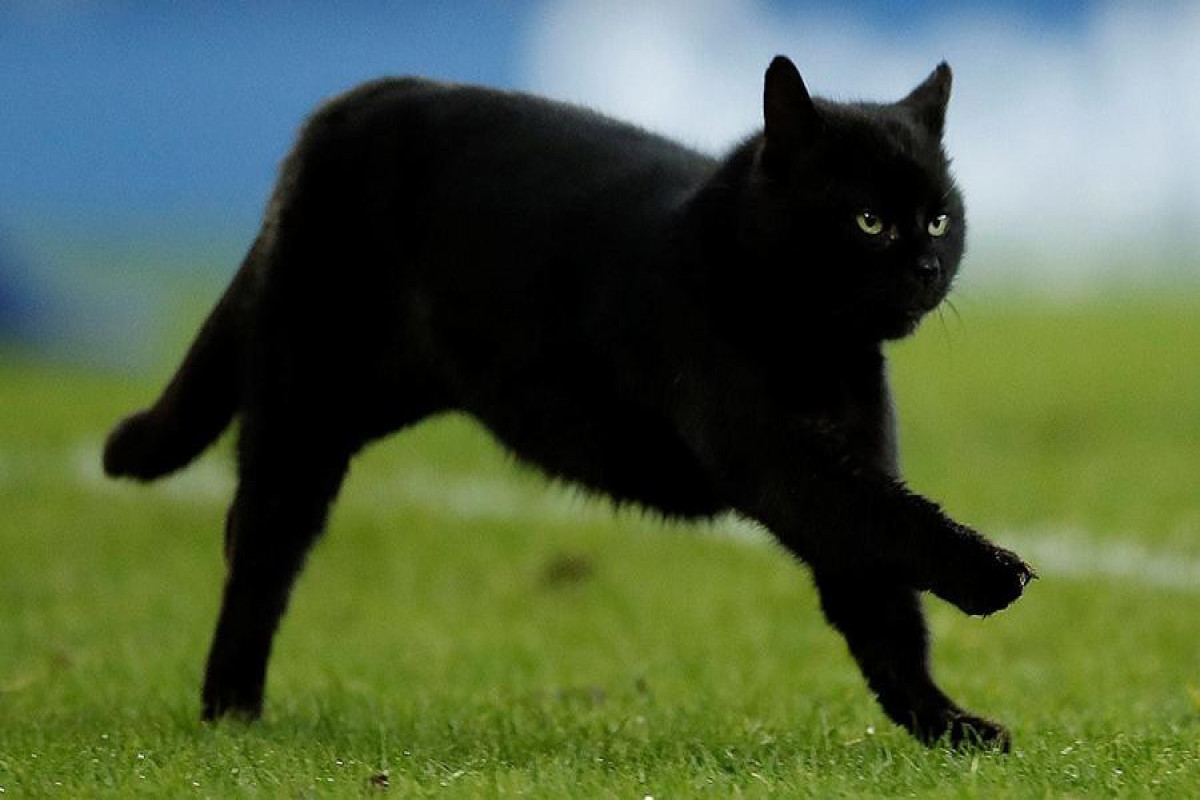 Черный кот на поле