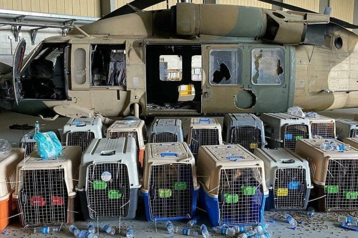 Американские военные оставили в Кабуле служебных собак