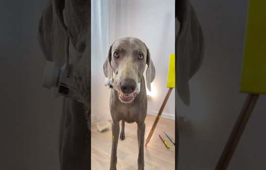 В Tik Tok перечислили самые популярные видео 2021 года -ВИДЕО 
