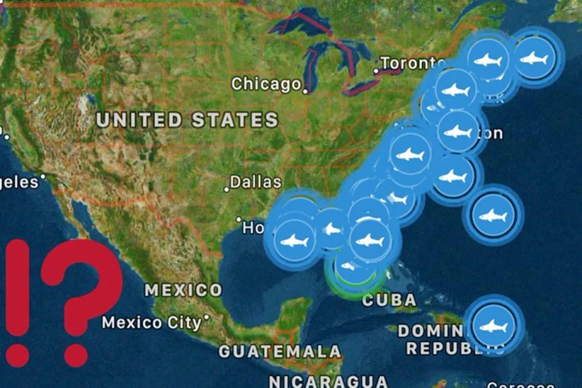 Десятки акул-людоедов плывут к Восточному побережью США