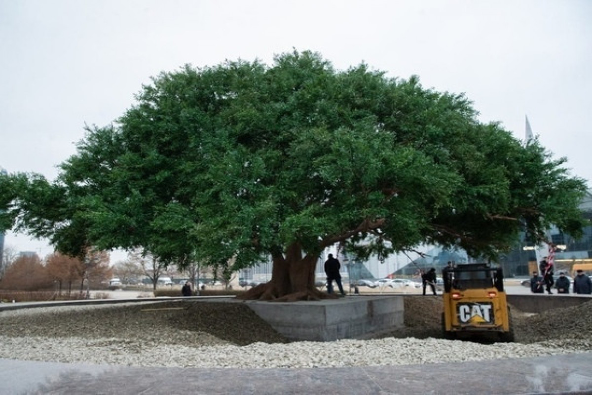 Копию дерева, под которым отдыхал Пророк Мухаммад установили в Чечне