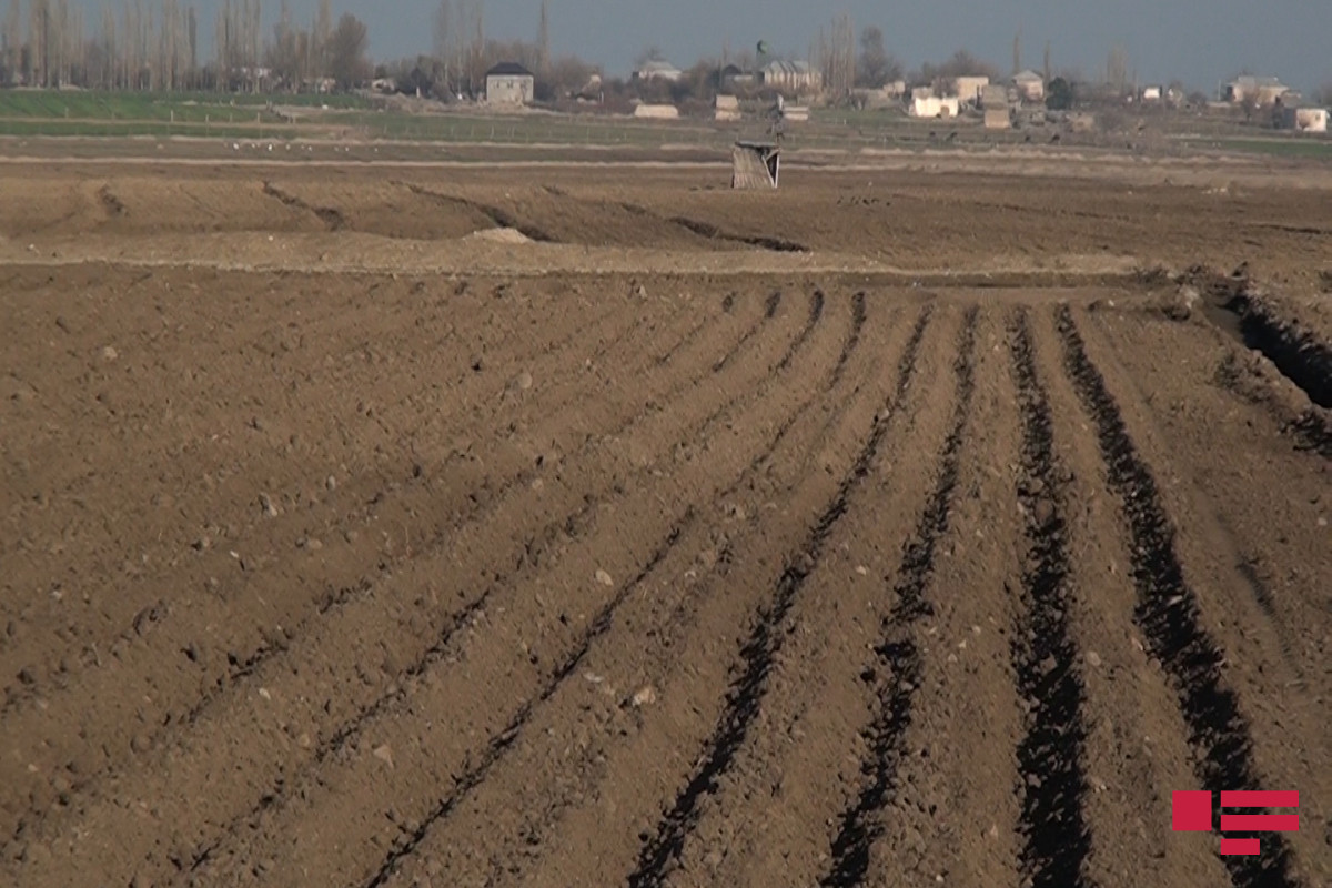В Тертерском и Агдамском районах увеличились пригодные для посева земельные площади-ФОТО 