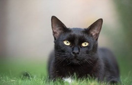 Кот-клептоман своровал у соседей устройство для употребления наркотиков