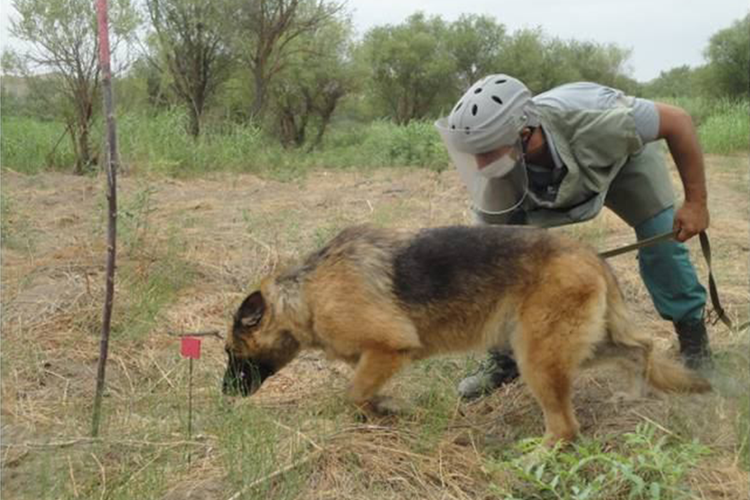 Минобороны Турции подарило Азербайджану 10 собак-миноискателей - ФОТО