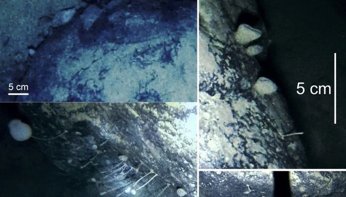 Ученые нашли под ледником Антарктиды странных животных
