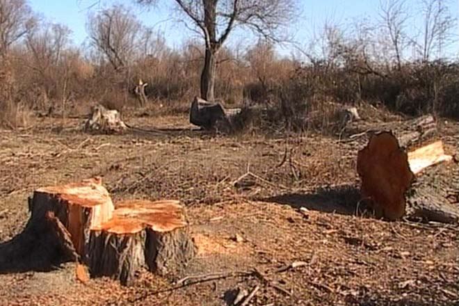 В Азербайджане сократилось число случаев незаконной вырубки лесов