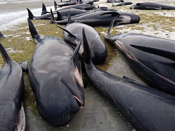 Около 50 черных дельфинов выбросились на берег в Новой Зеландии