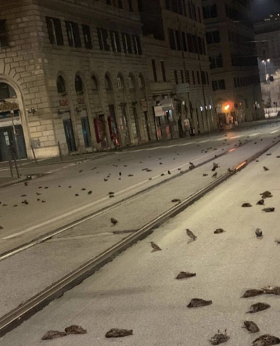 В Италии в канун Нового года пошел "дождь" из мертвых птиц - ВИДЕО