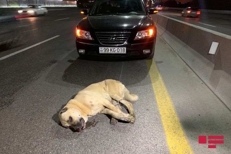 При ДТП на шоссе Баку-Сумгайыт сбиты мотоциклист и собака - ФОТО