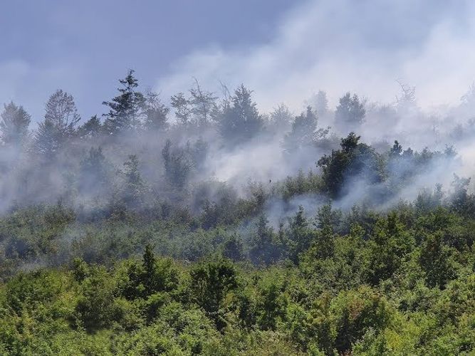 Пожар в горном районе Гирканского национального парка локализован