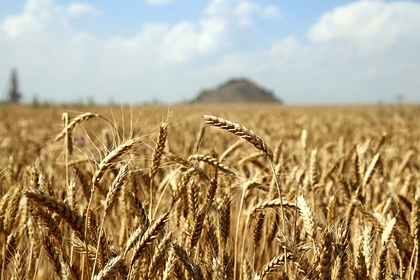Китай стал главным импортером украинского зерна
