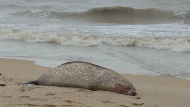 Ученые назвали причину массовой гибели тюленей в Каспийском море
