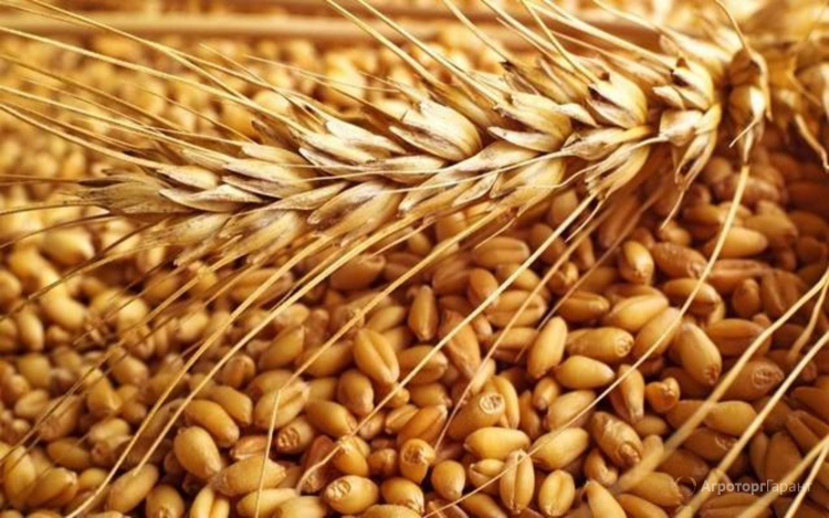 Импорт пшеницы в Азербайджан освобождается от НДС еще на 1 год

